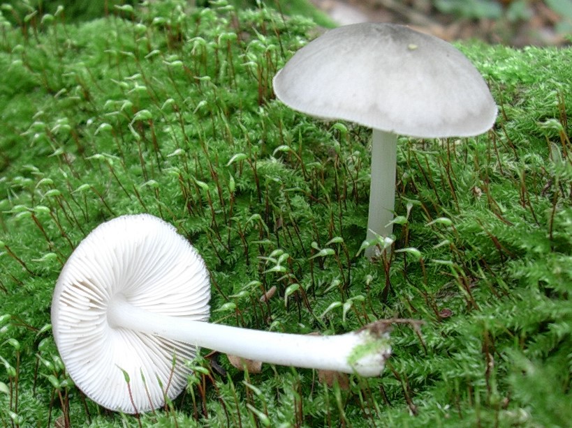 482 Ottobre vecchio ritrovamento